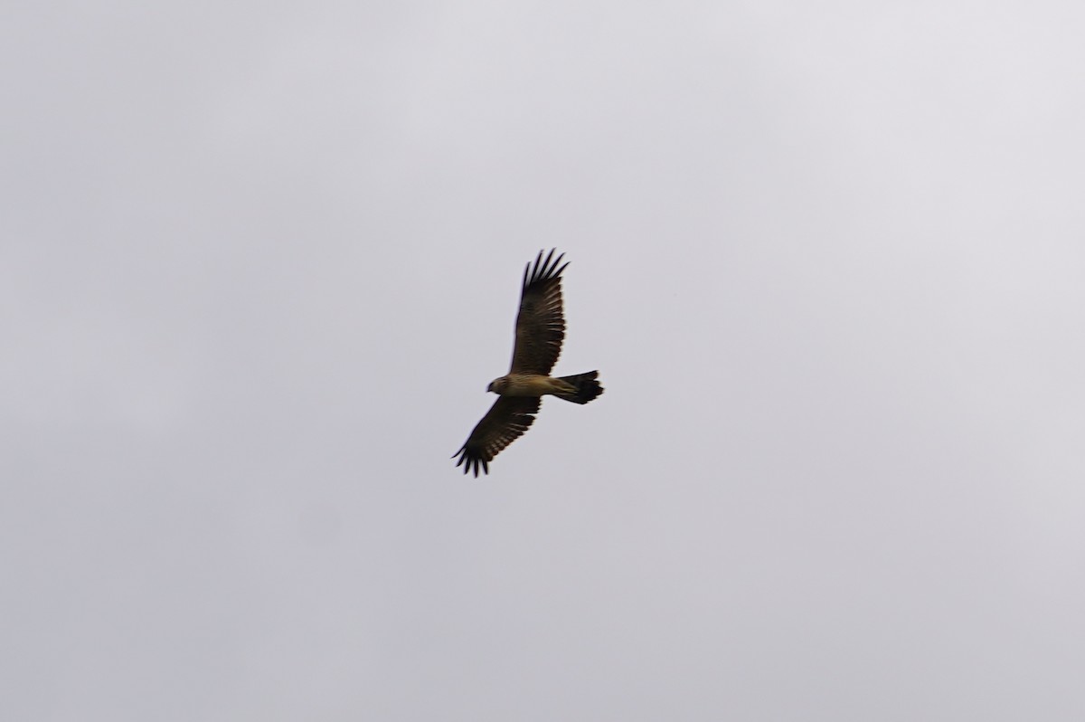 Spotted Harrier - ML412981001