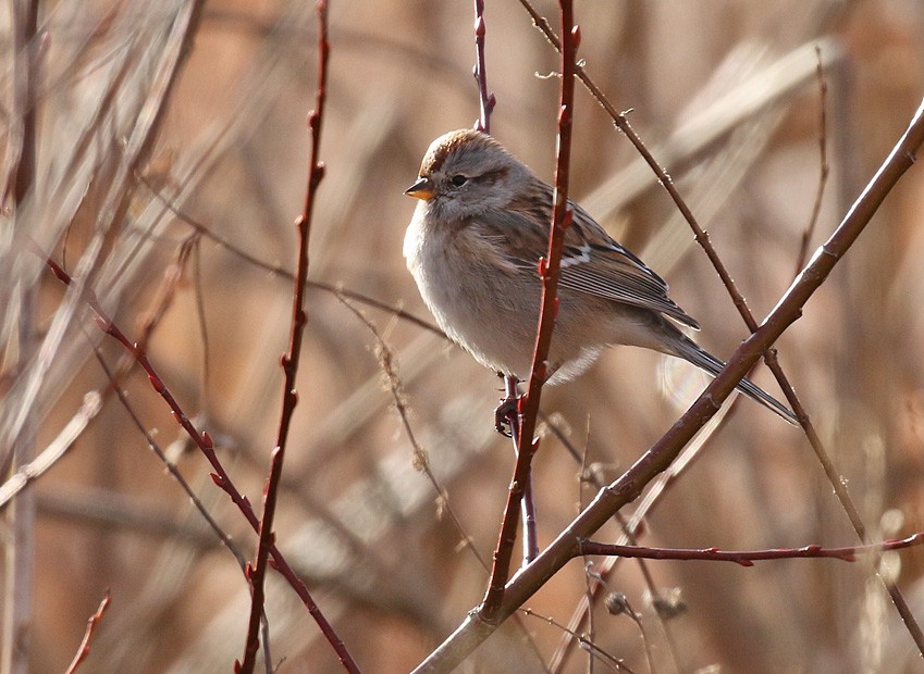 American Tree Sparrow - ML41298101
