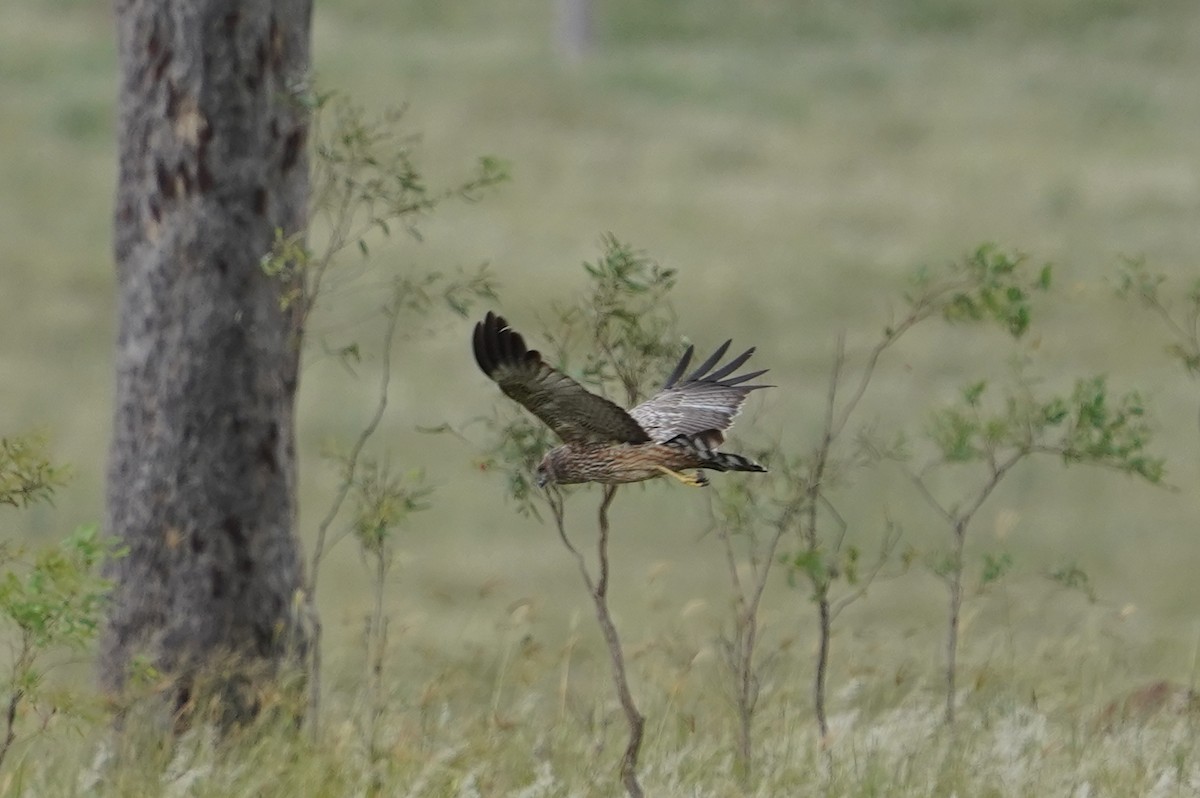 Spotted Harrier - ML412981011