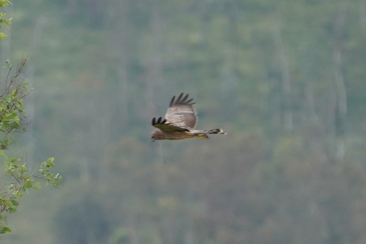 Aguilucho Moteado - ML412981021