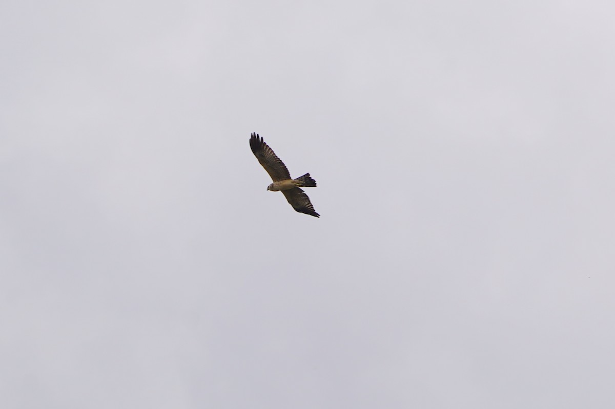 Spotted Harrier - ML412981031