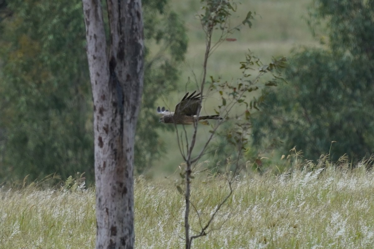 Spotted Harrier - ML412981051