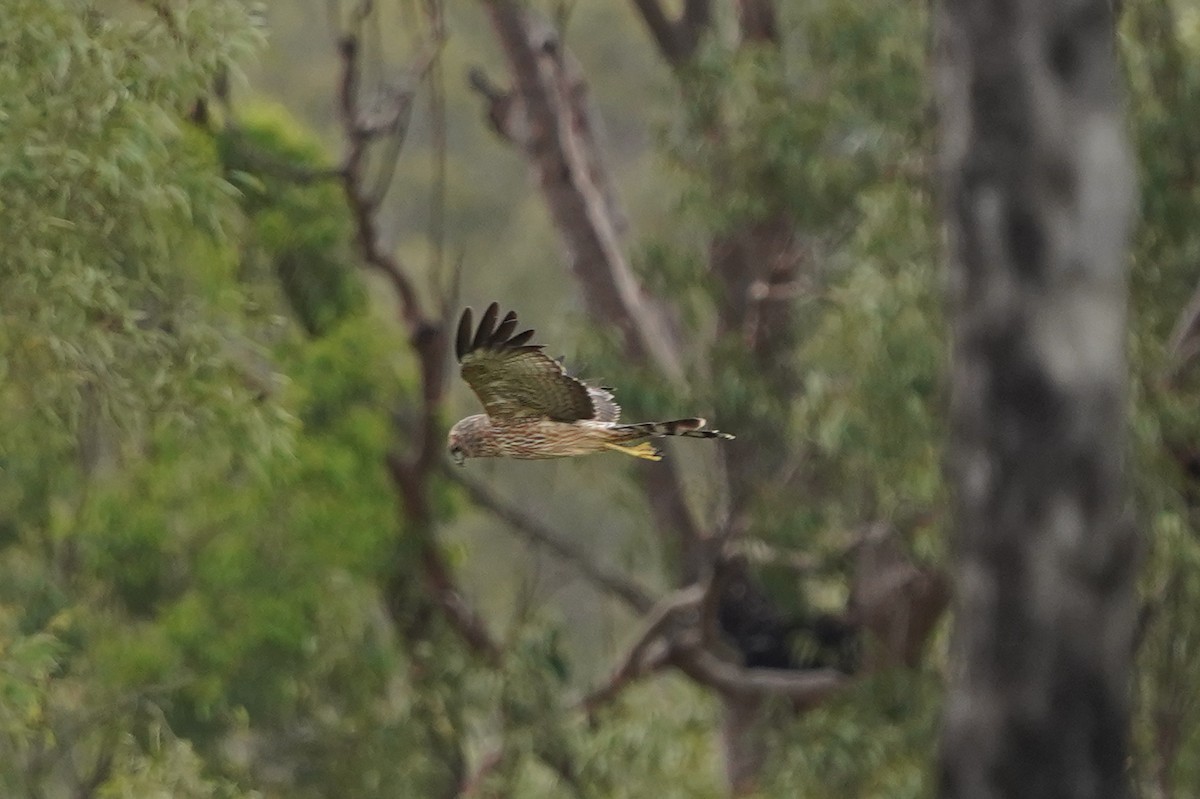 Spotted Harrier - ML412981071