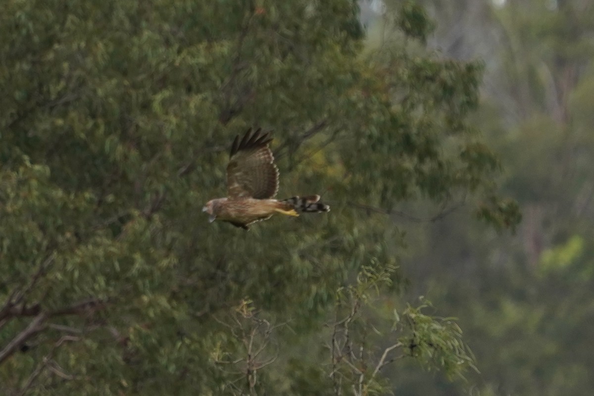 Aguilucho Moteado - ML412981081