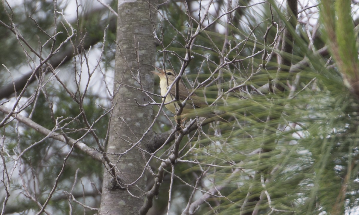 Swainson's Warbler - ML412981531