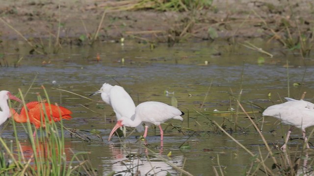 White x Scarlet Ibis (hybrid) - ML412984561