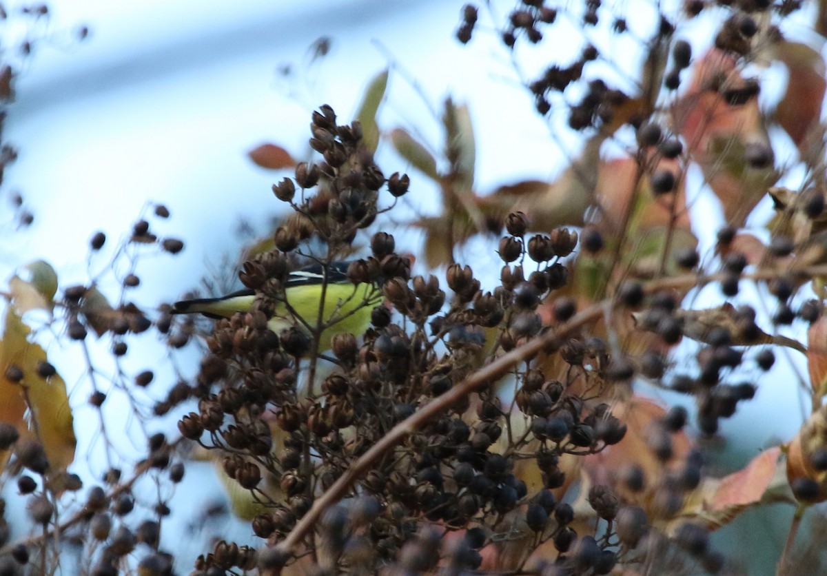 Lesser Goldfinch - ML41298531