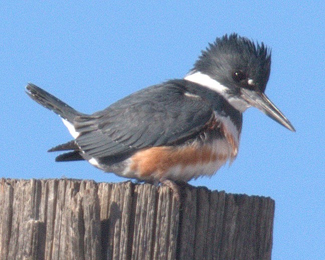 Belted Kingfisher - ML412986801