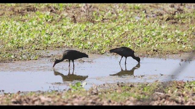 Ibis à face nue - ML412988421