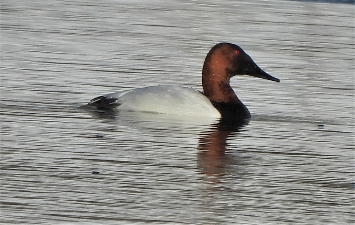 Canvasback - Paul McKenzie