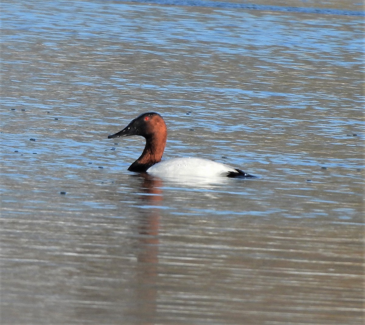 Canvasback - Paul McKenzie