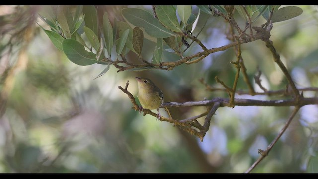 Bicolored Conebill - ML412989951