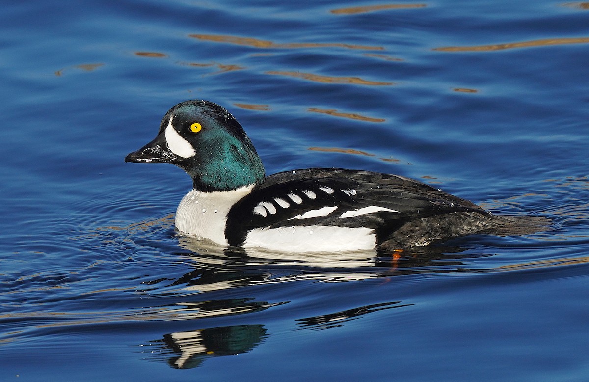 Barrow's Goldeneye - ML412991651