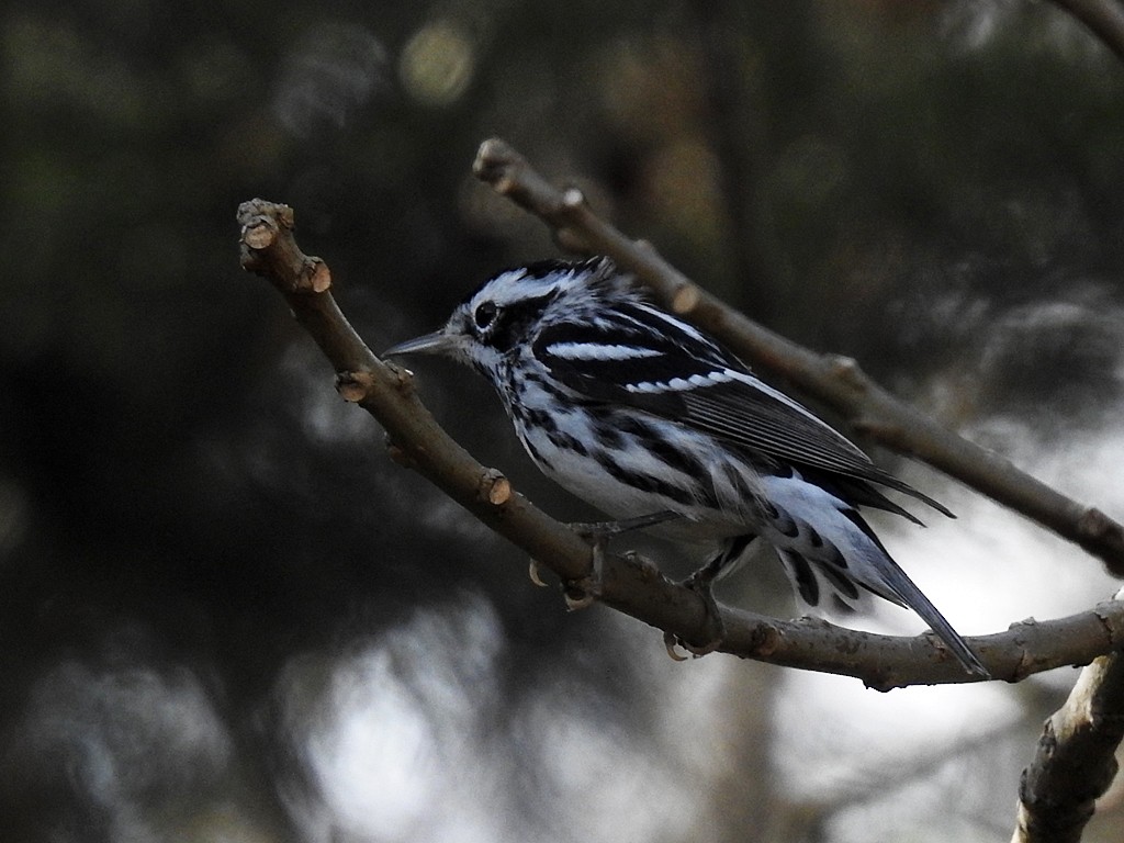 Black-and-white Warbler - ML412991821