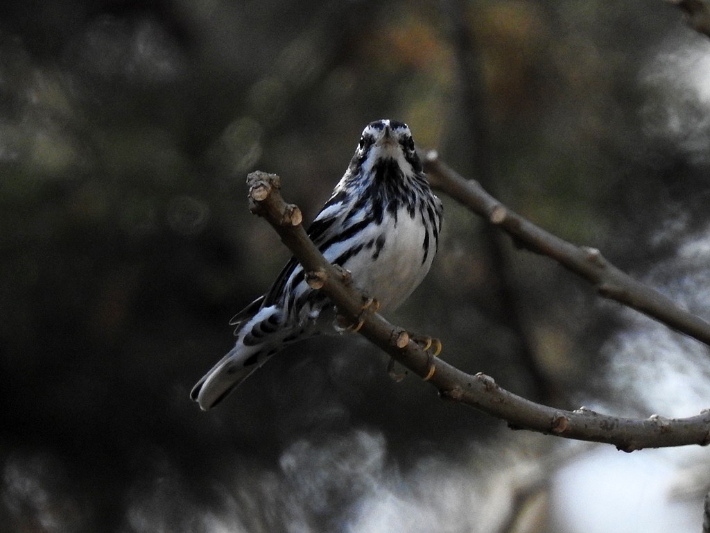Black-and-white Warbler - ML412991841