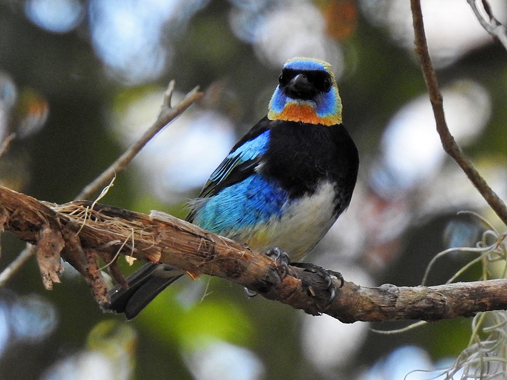 Golden-hooded Tanager - ML412991921