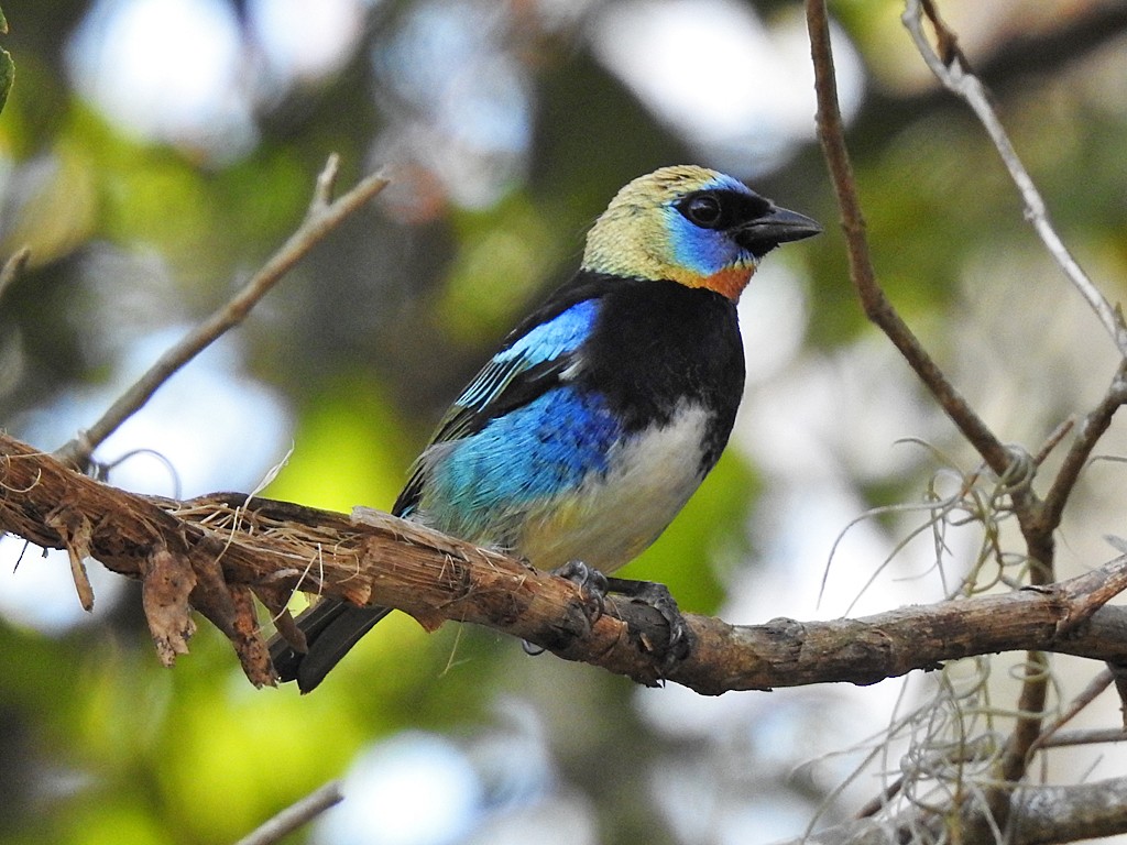 Golden-hooded Tanager - ML412991931