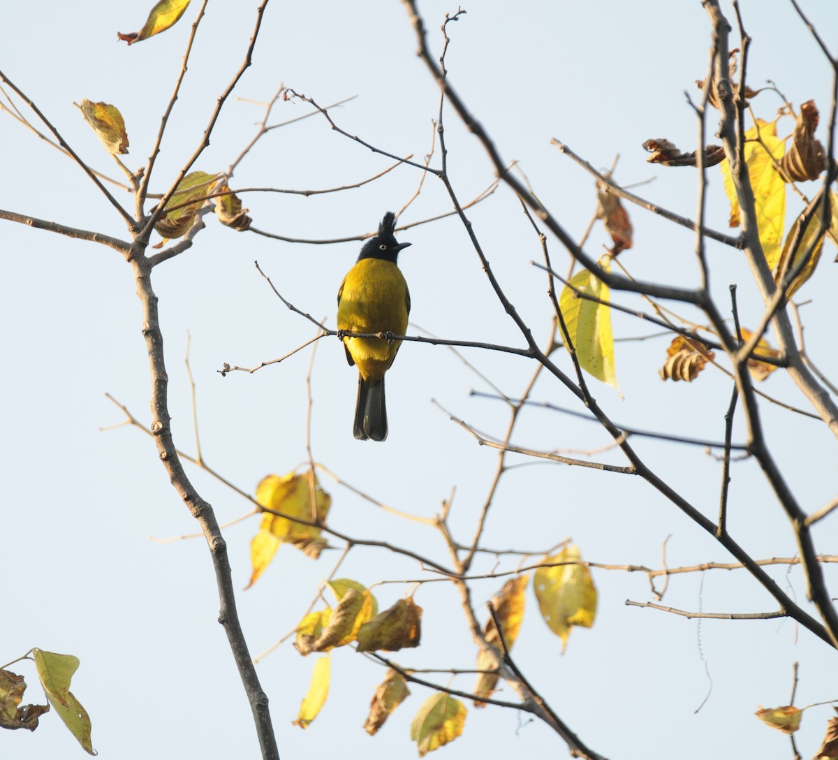 Black-crested Bulbul - ML412993081