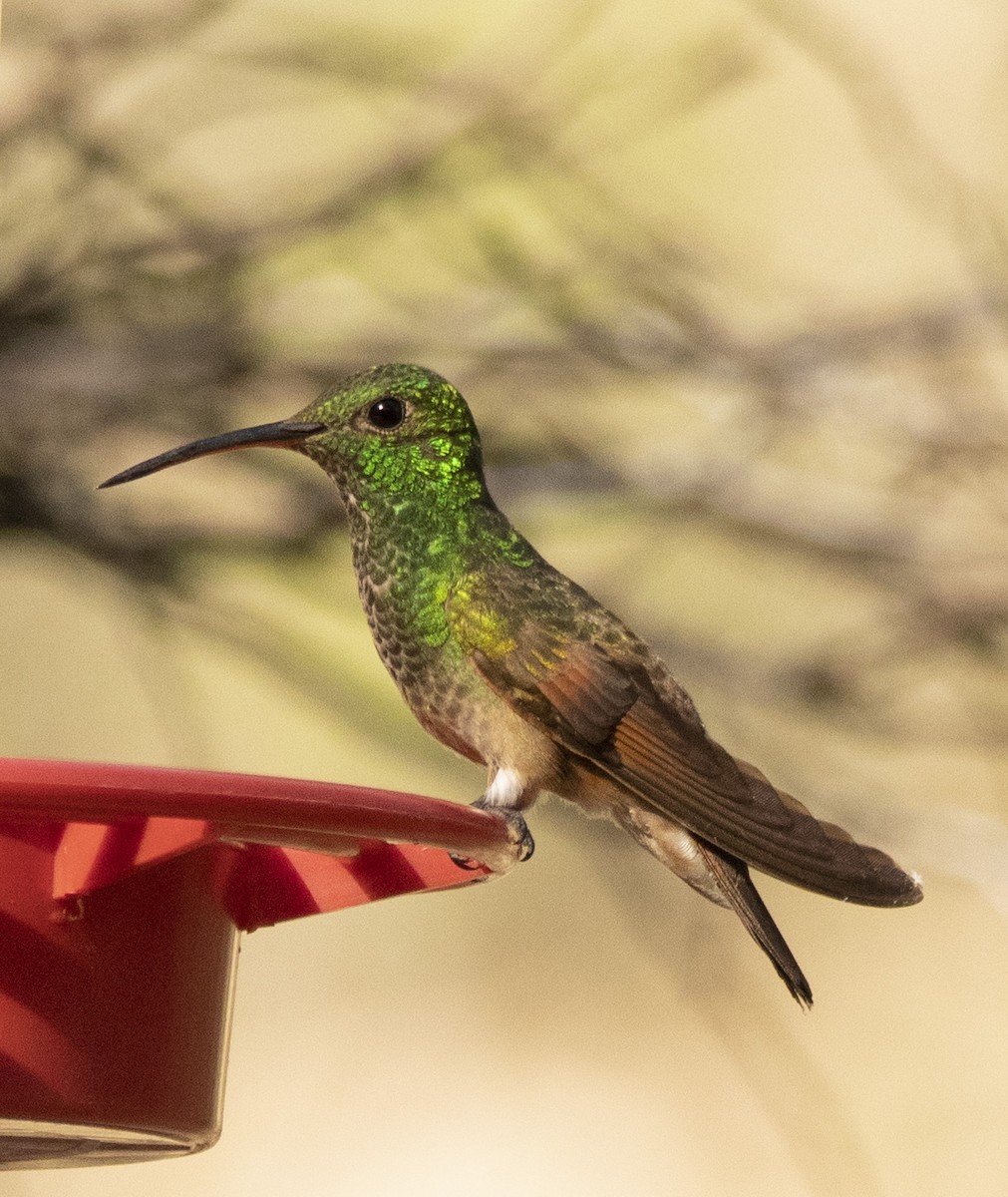 kolibřík mexický - ML412994371