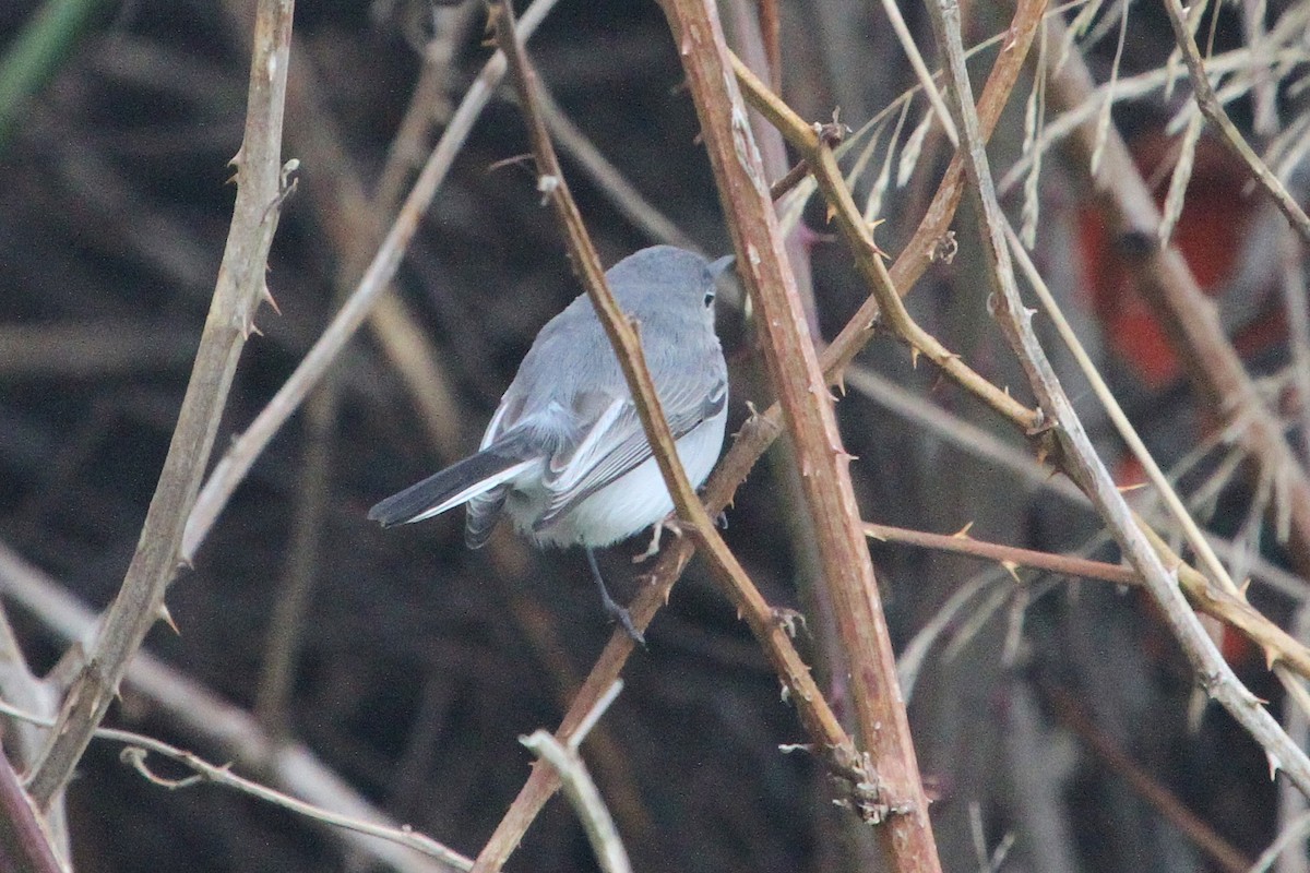 Gobemoucheron gris-bleu - ML41299651