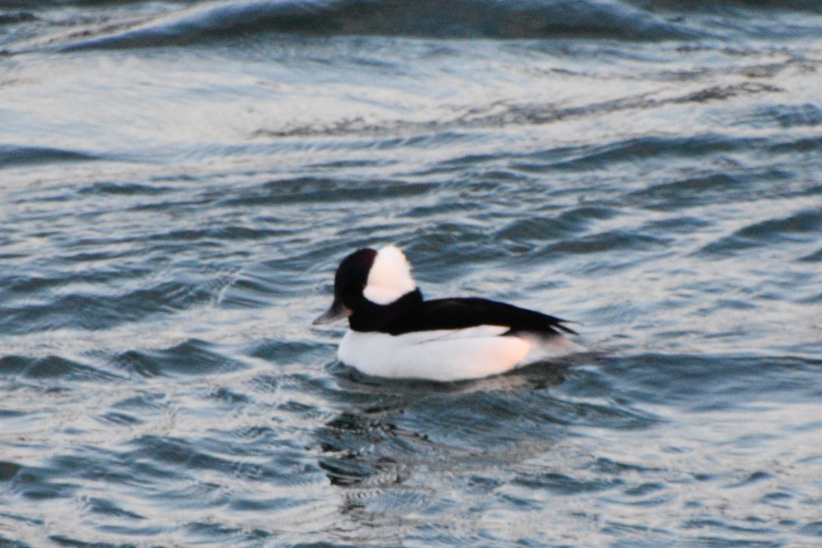 Bufflehead - ML412996901