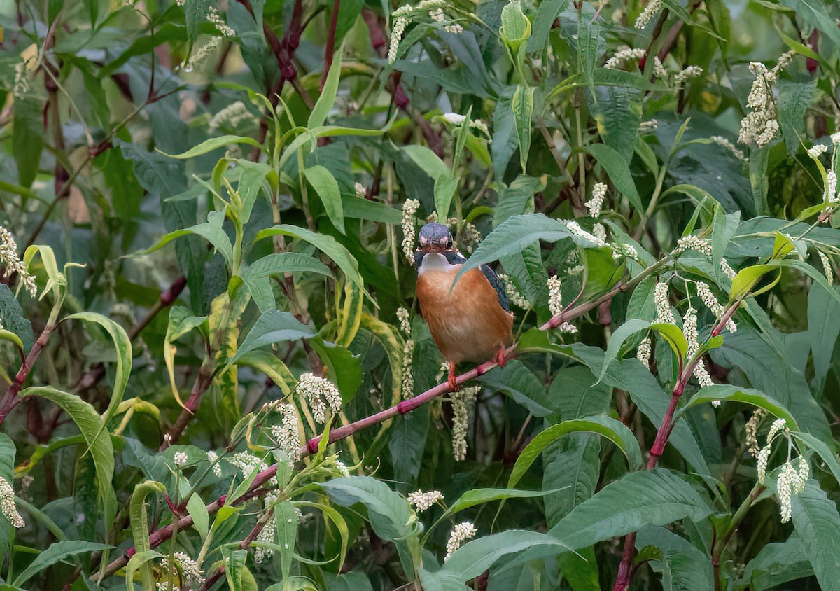 Common Kingfisher - ML412997091