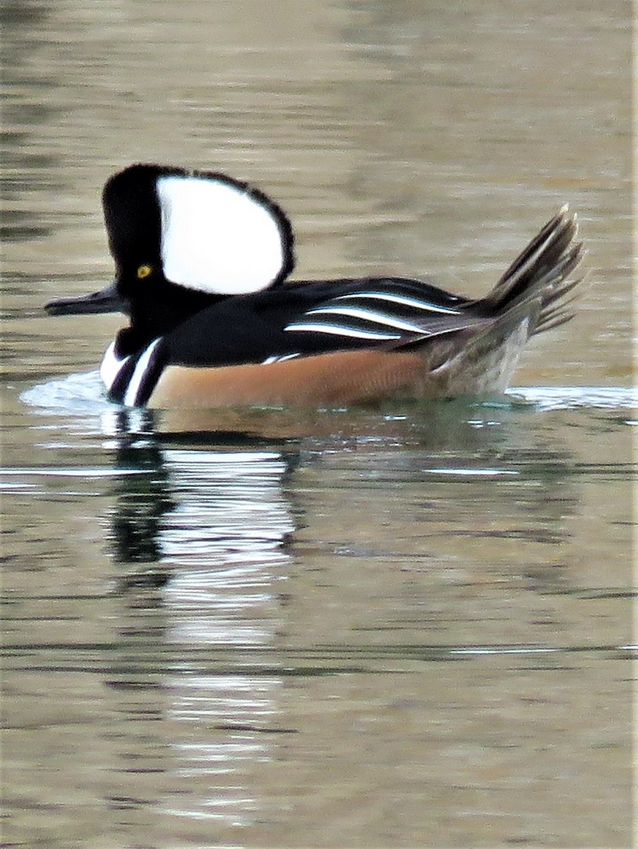 Hooded Merganser - ML413000291