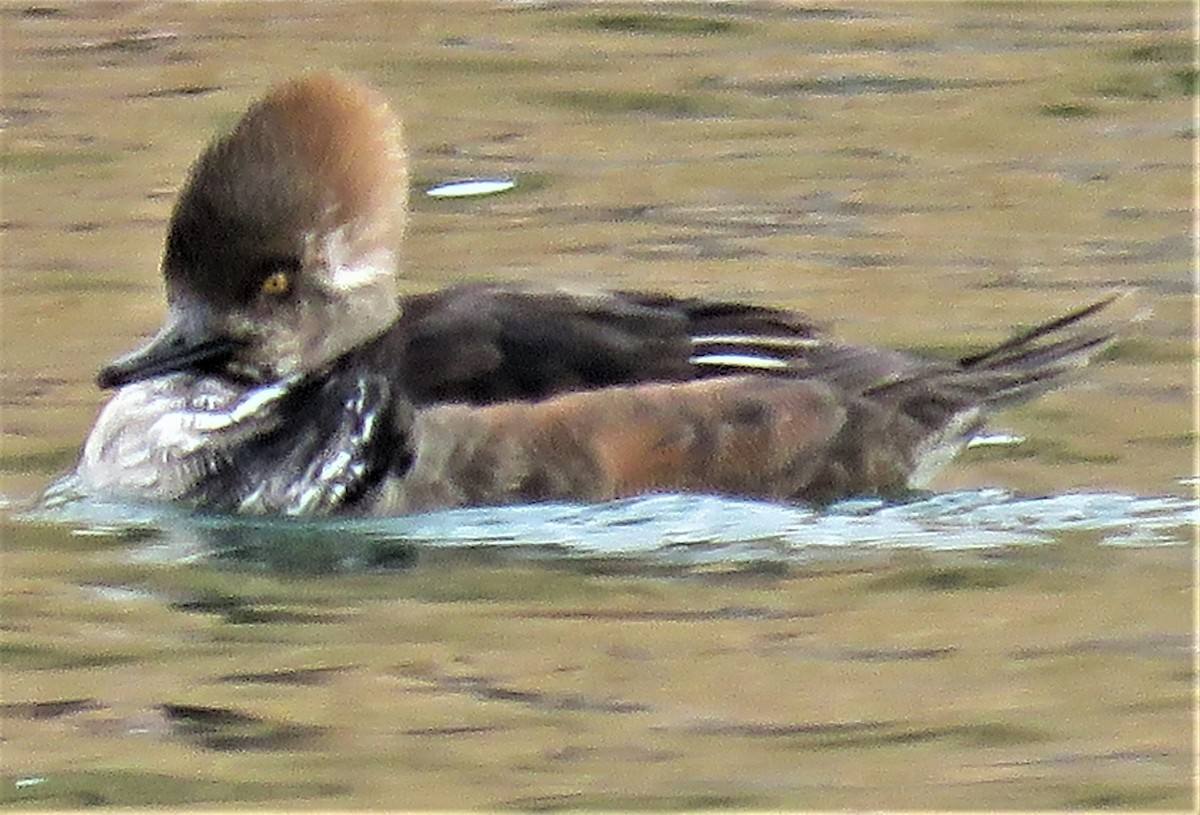 Hooded Merganser - ML413000311