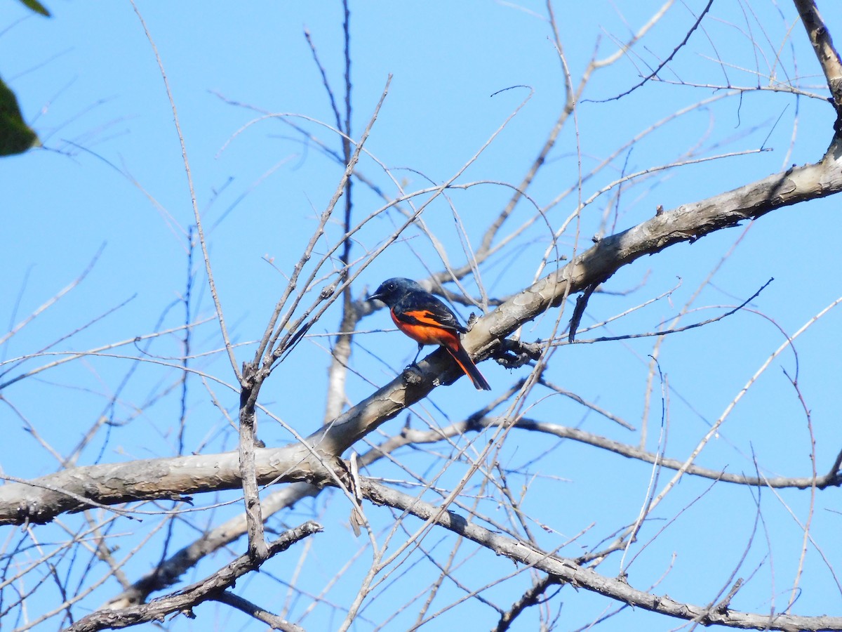 Long-tailed Minivet - ashwin mohan