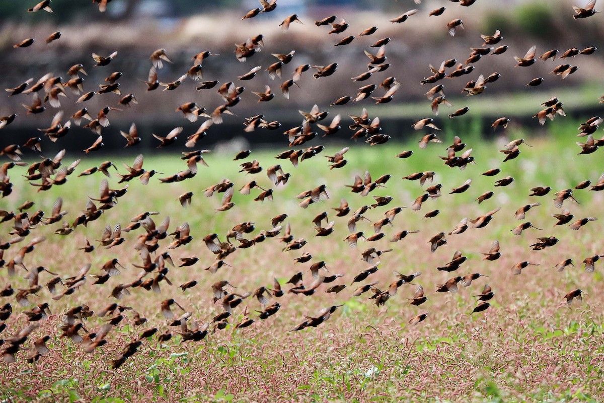 panenka černohlavá - ML413003821