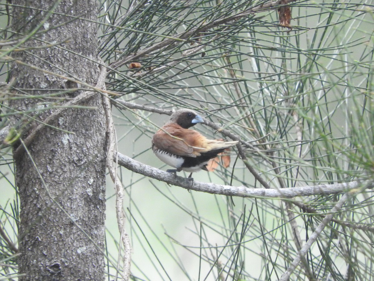 Chestnut-breasted Munia - ML413004081