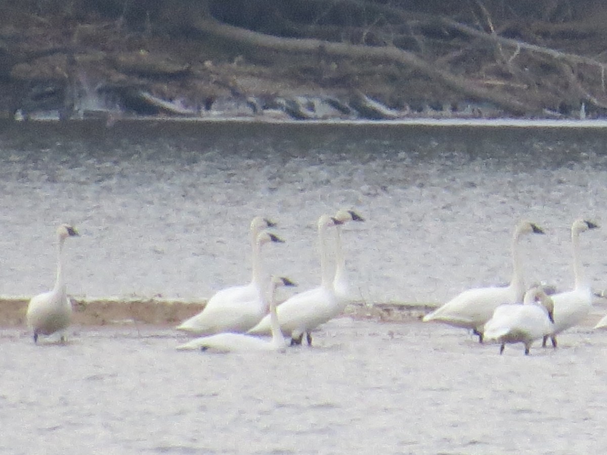 Trumpeter Swan - ML41300491