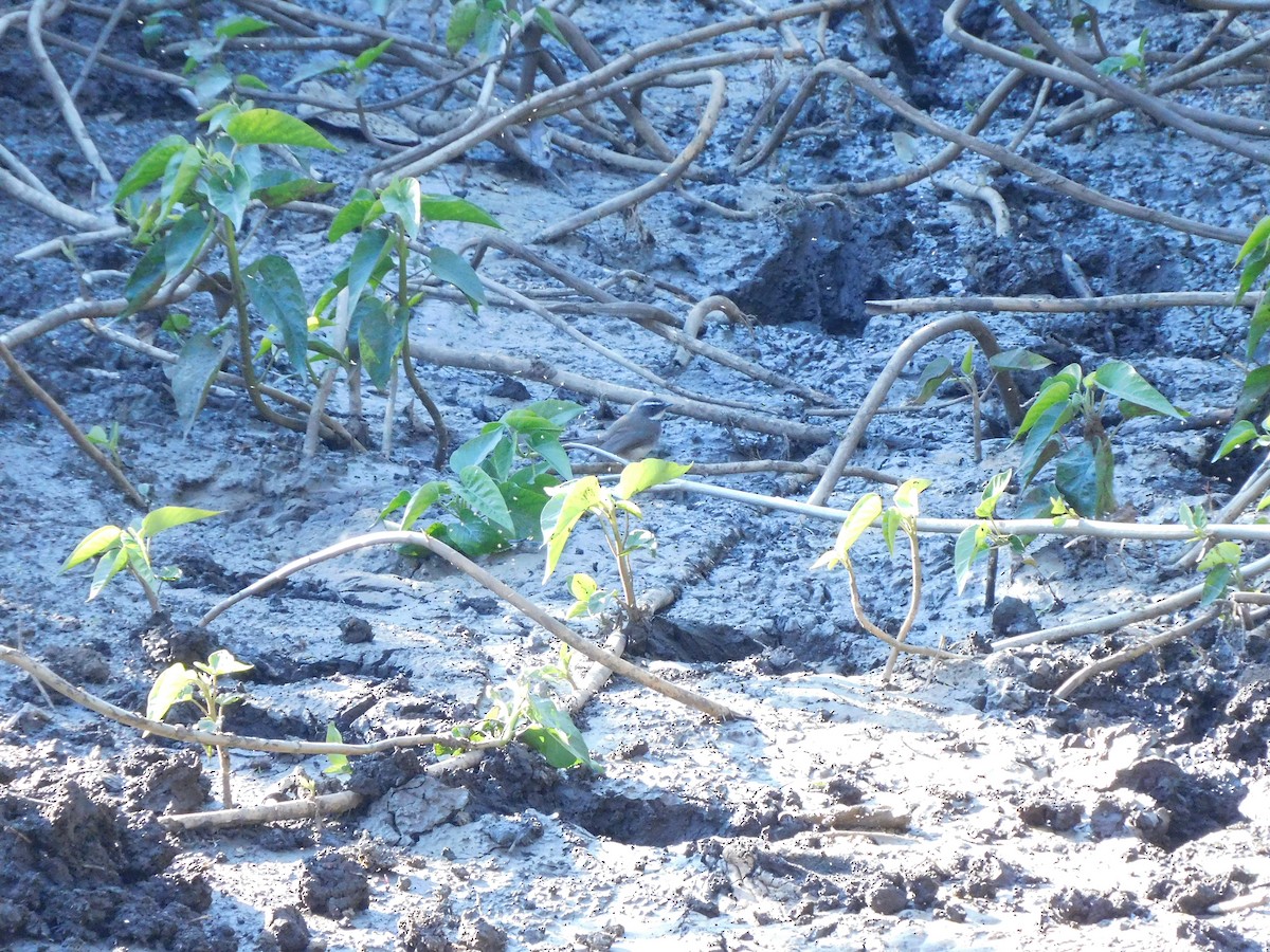 Spot-breasted Fantail - ML413006241