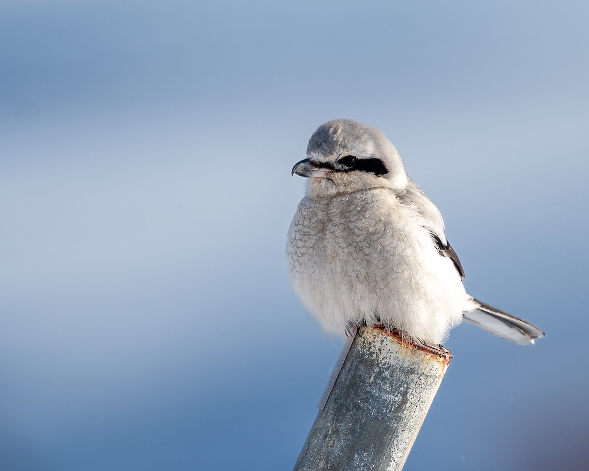 Northern Shrike - ML413006691