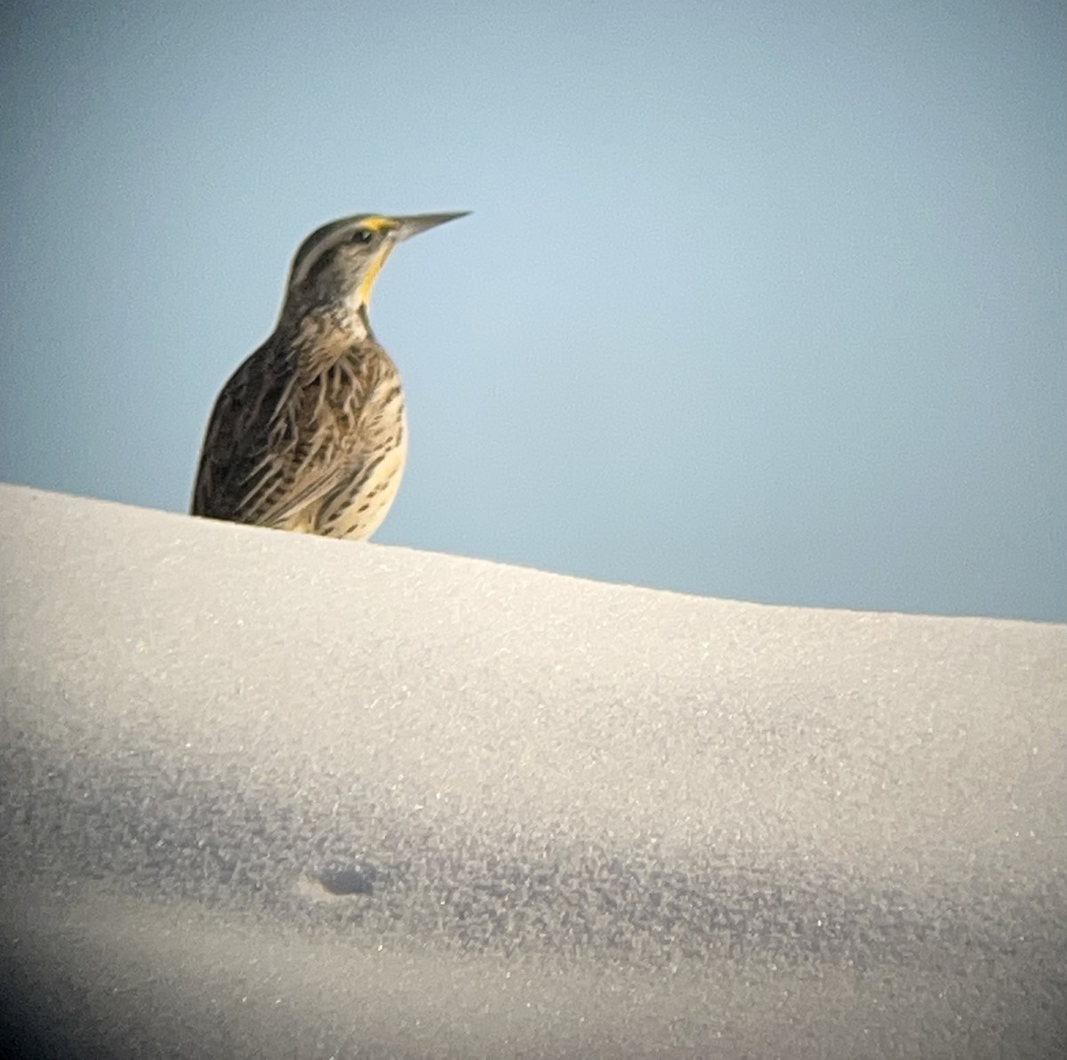 Western Meadowlark - ML413006861