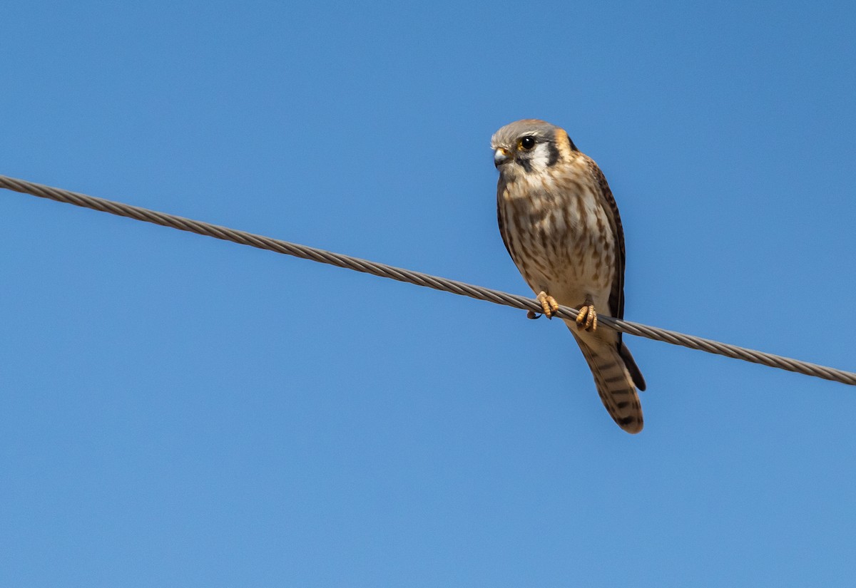 American Kestrel - ML413008991