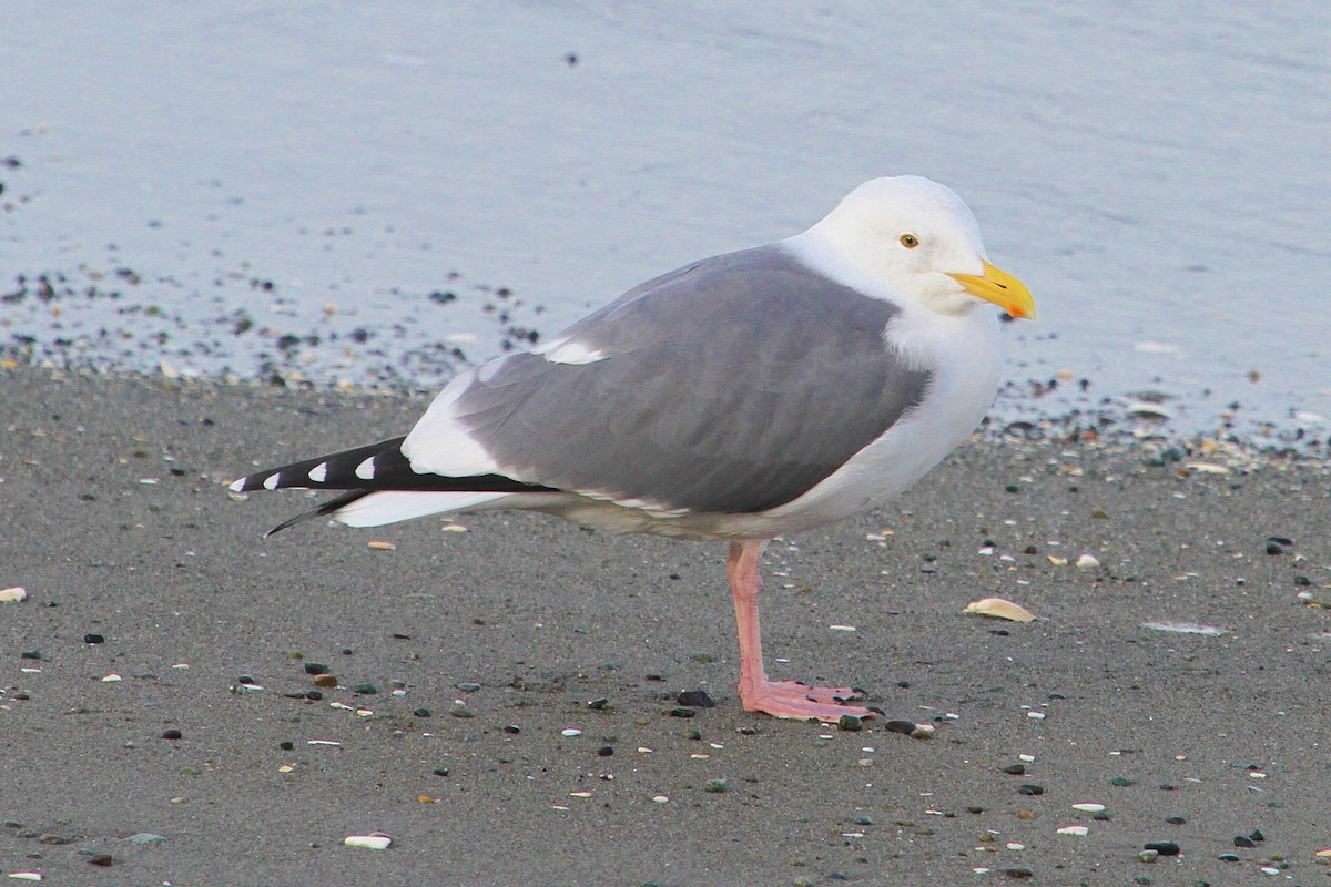 Western Gull - ML41300921