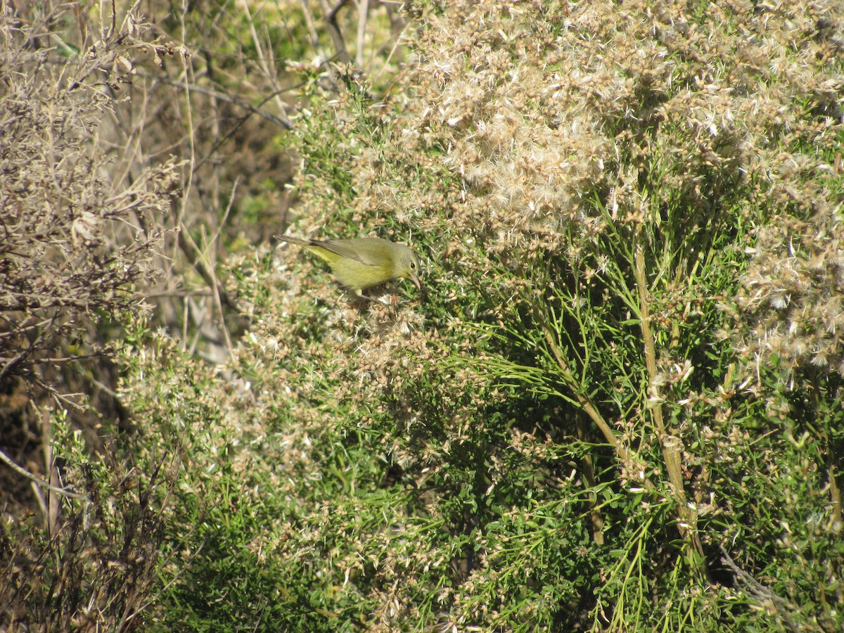 Orange-crowned Warbler - Cris Whetstone