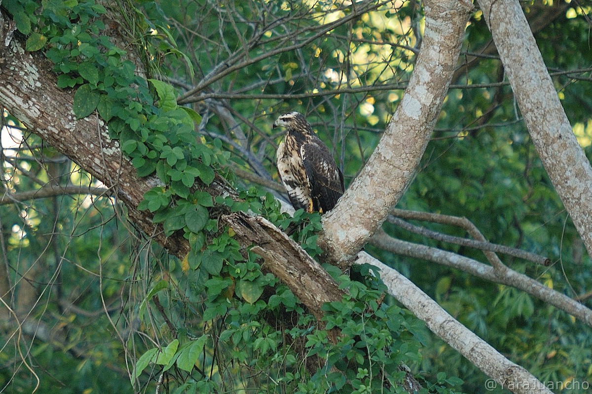 Great Black Hawk - ML413010151