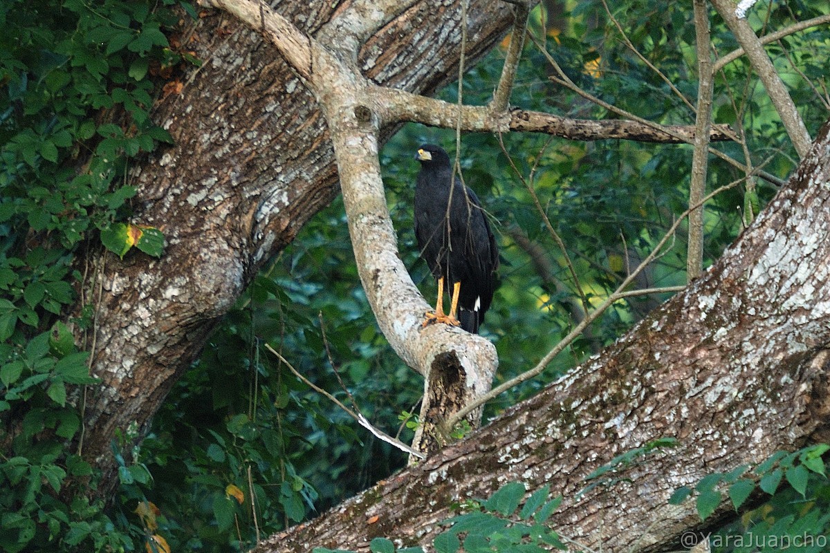 Great Black Hawk - ML413010171