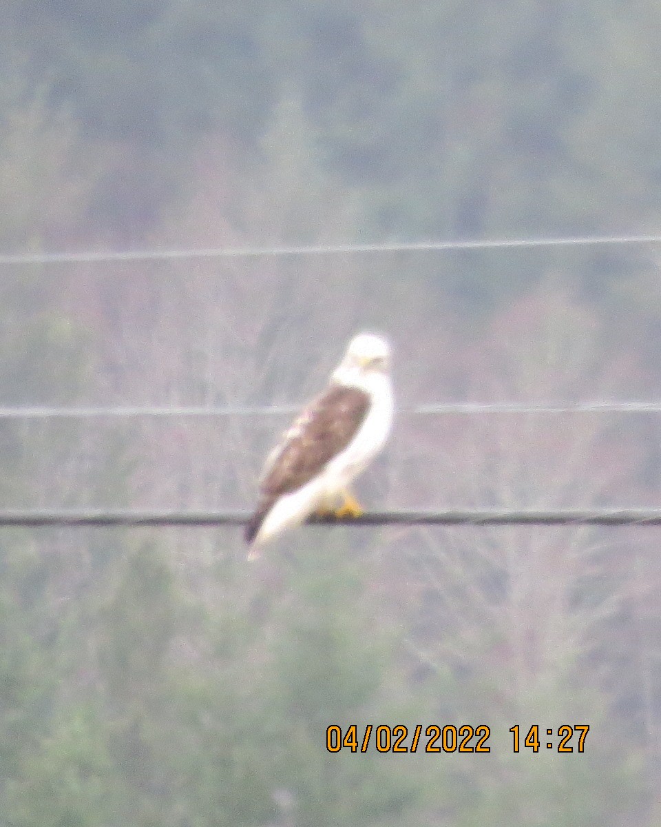 Red-tailed Hawk (Harlan's) - ML413010201