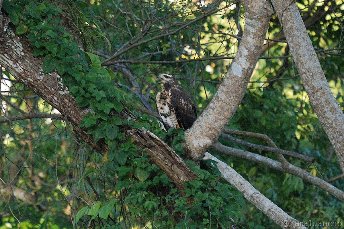 Great Black Hawk - ML413010211