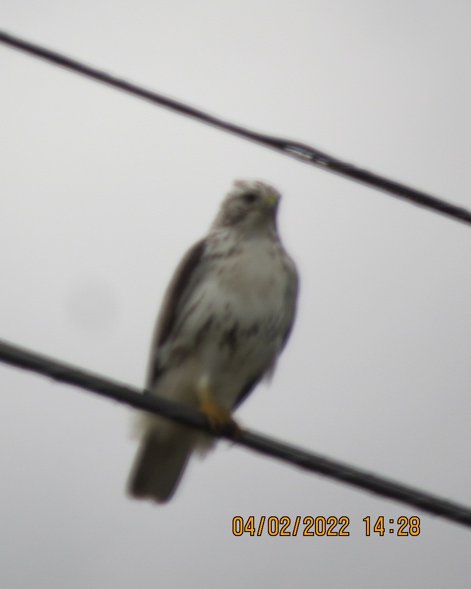 Red-tailed Hawk (Harlan's) - ML413010221