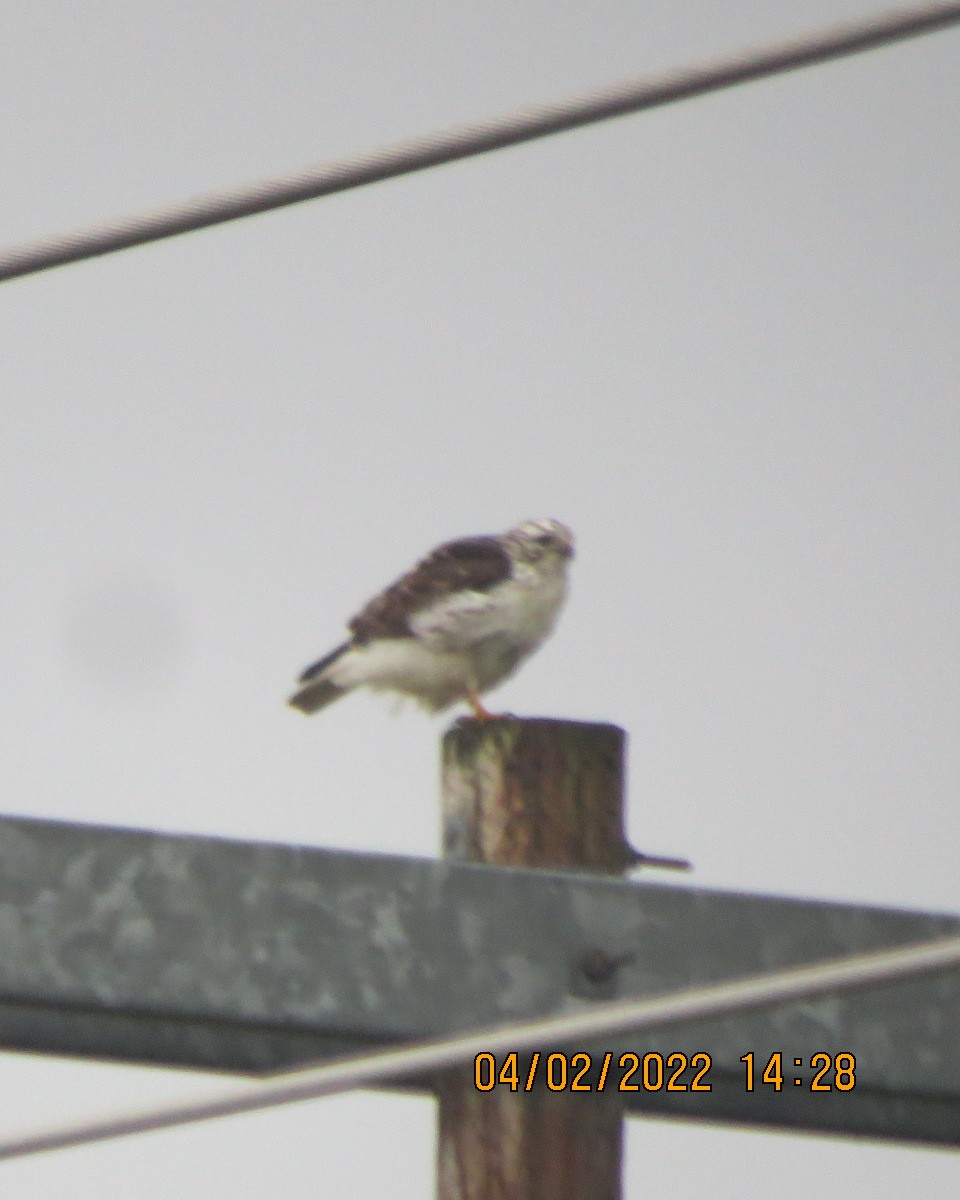 Red-tailed Hawk (Harlan's) - ML413010231