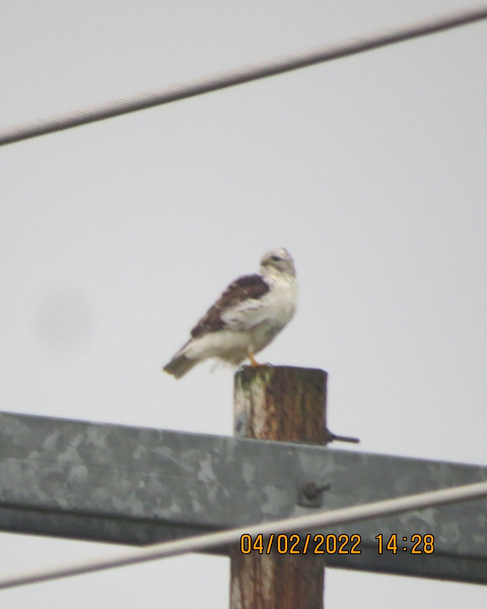 Red-tailed Hawk (Harlan's) - ML413010251
