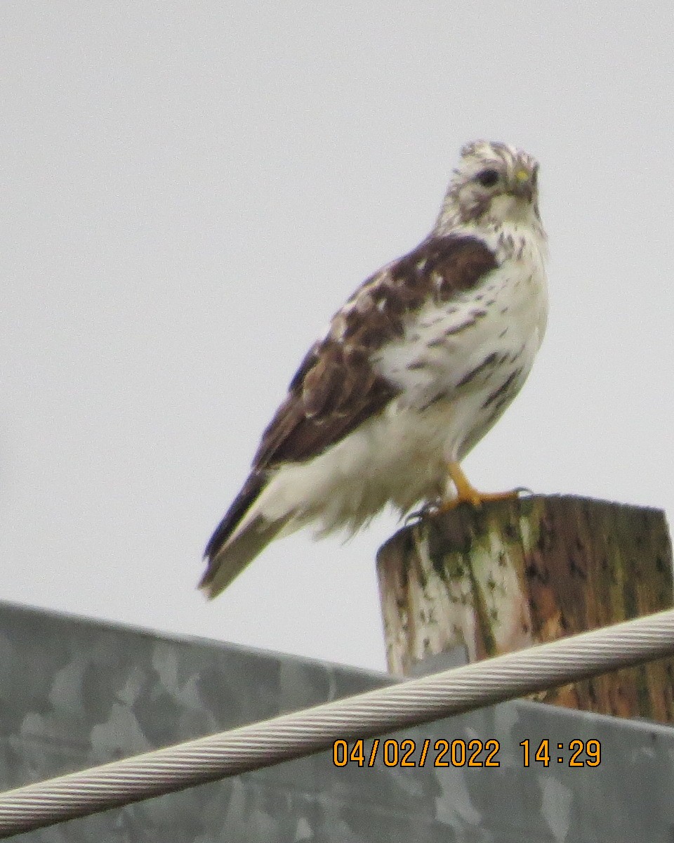 Red-tailed Hawk (Harlan's) - ML413010261