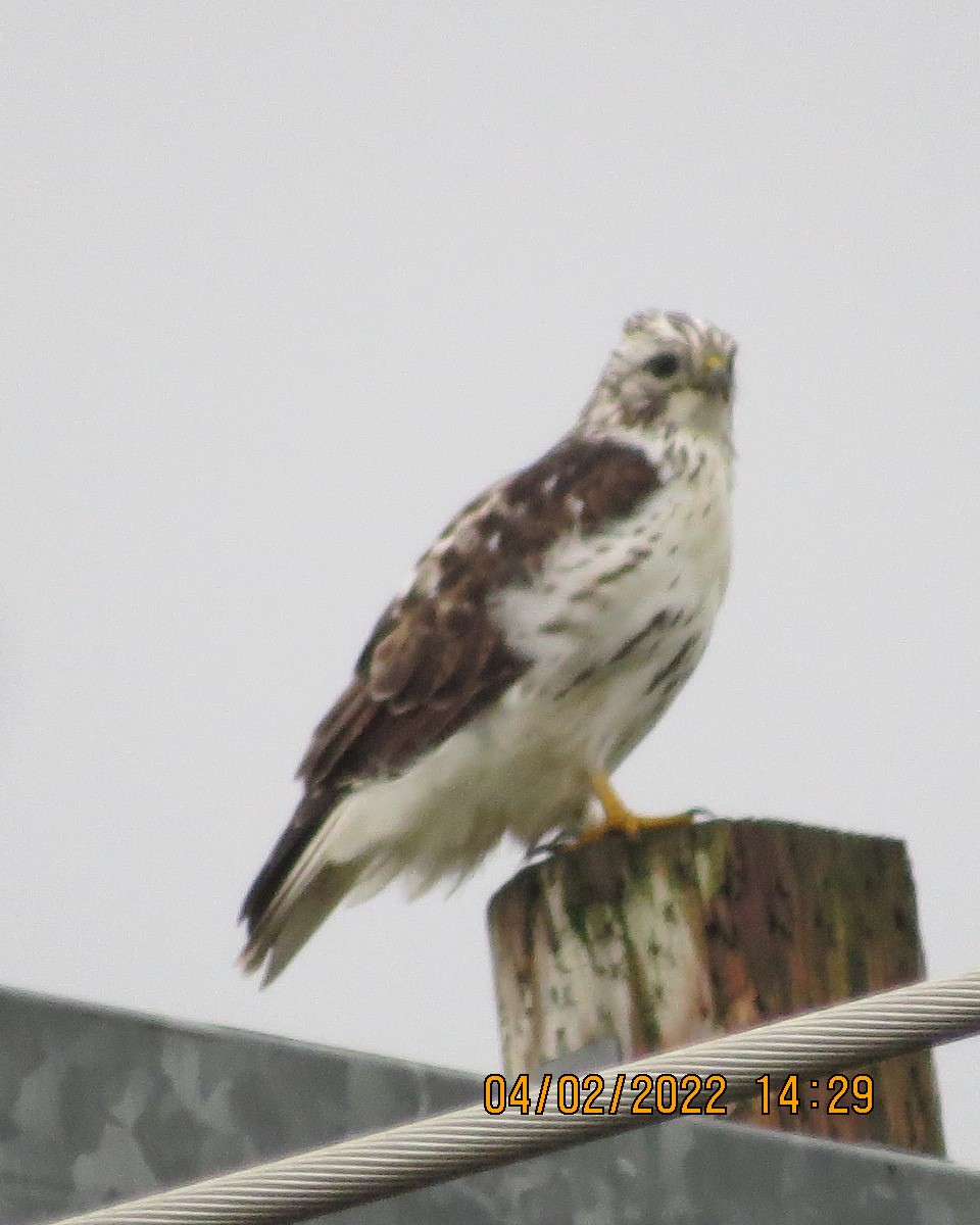 Red-tailed Hawk (Harlan's) - ML413010281