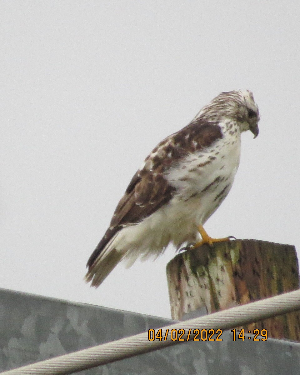 Red-tailed Hawk (Harlan's) - ML413010301