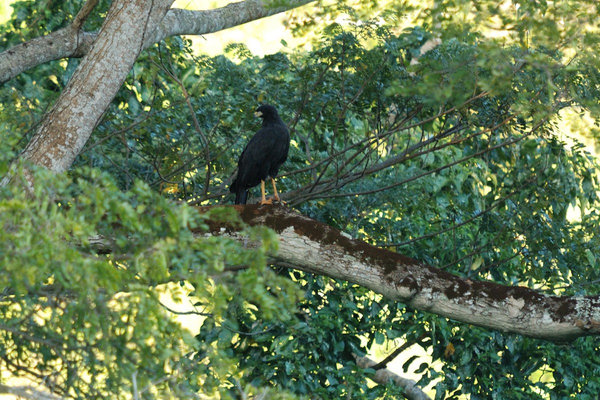 Great Black Hawk - ML413010491