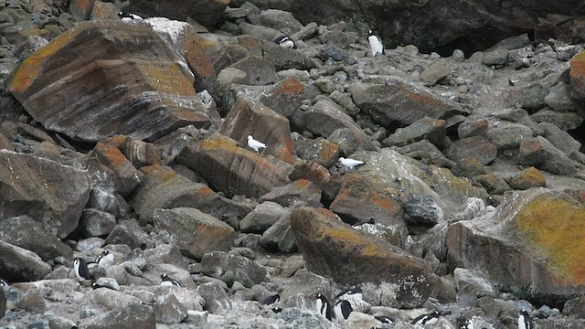 Picovaina de las Malvinas - ML413010871